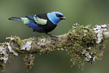 Image. Blue-necked Tanager