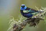 Image. Blue-necked Tanager