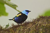Image. Blue-necked Tanager