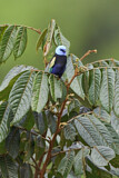 Image. Blue-necked Tanager