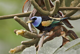 Image. Blue-necked Tanager