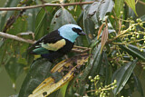 Image. Blue-necked Tanager