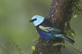 Image. Blue-necked Tanager