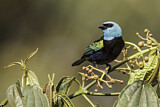 Image. Blue-necked Tanager