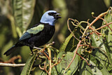 Image. Blue-necked Tanager