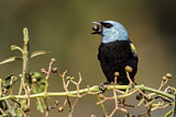 Image. Blue-necked Tanager