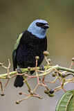 Image. Blue-necked Tanager