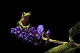 Image. Blue-sided tree frog