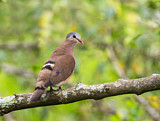 Image. Blue-spotted Wood Dove