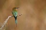 Image. Blue-tailed Bee-eater