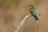 Image. Blue-tailed Bee-eater