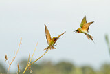 Image. Blue-tailed Bee-eater