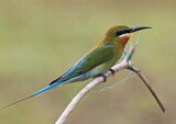 Image. Blue-tailed Bee-eater