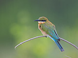 Image. Blue-tailed Bee-eater
