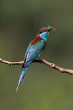Image. Blue-throated Bee-eater