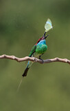 Image. Blue-throated Bee-eater