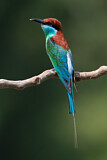 Image. Blue-throated Bee-eater