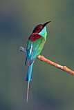 Image. Blue-throated Bee-eater