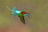 Image. Blue-throated Bee-eater