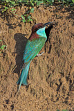 Image. Blue-throated Bee-eater