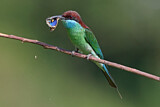 Image. Blue-throated Bee-eater