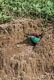 Image. Blue-throated Bee-eater