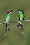 Image. Blue-throated Bee-eater