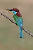 Image. Blue-throated Bee-eater