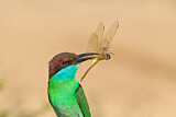 Image. Blue-throated Bee-eater