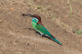 Image. Blue-throated Bee-eater