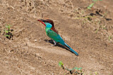 Image. Blue-throated Bee-eater