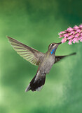 Image. Blue-throated Mountaingem