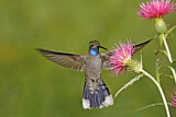 Image. Blue-throated Mountaingem