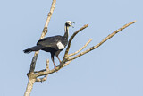 Image. Blue-throated Piping Guan