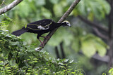 Image. Blue-throated Piping Guan