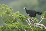 Image. Blue-throated Piping Guan