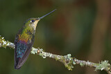 Image. Blue-throated Starfrontlet