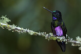 Image. Blue-throated Starfrontlet