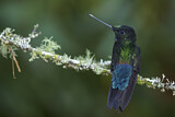 Image. Blue-throated Starfrontlet