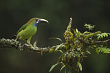 Image. Blue-throated Toucanet