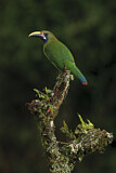 Image. Blue-throated Toucanet