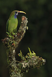 Image. Blue-throated Toucanet