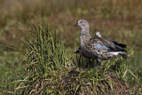 Image. Blue-winged Goose