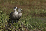 Image. Blue-winged Goose