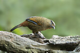 Image. Blue-winged Laughingthrush
