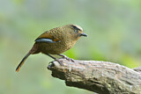 Image. Blue-winged Laughingthrush