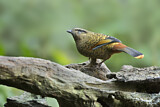 Image. Blue-winged Laughingthrush