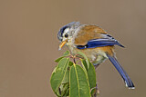 Image. Blue-winged Minla