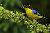 Image. Blue-winged Mountain Tanager