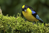 Image. Blue-winged Mountain Tanager